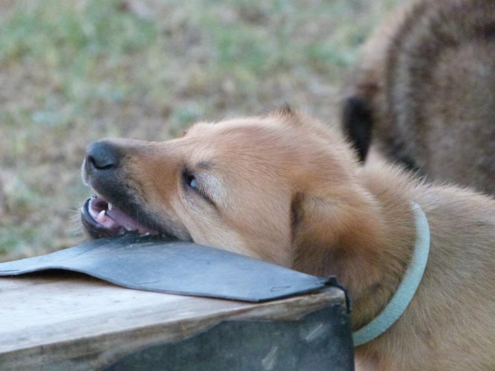 chinook dog